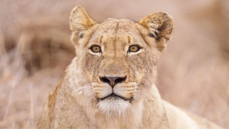 Voyage Afrique du Sud : le guide ultime!