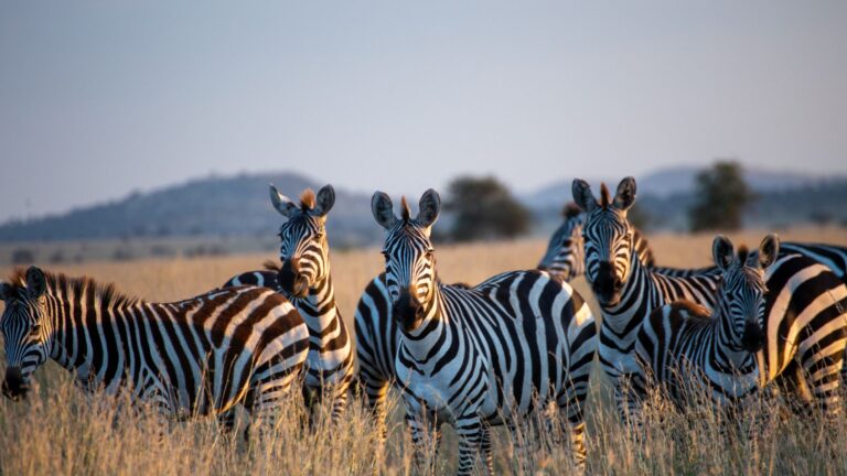 Voyage : Afrique du Sud en famille!