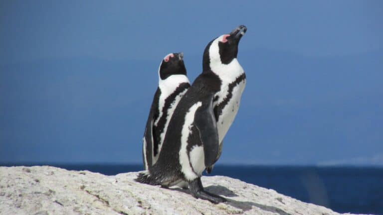 Que faire en Afrique du Sud – GUIDE COMPLET