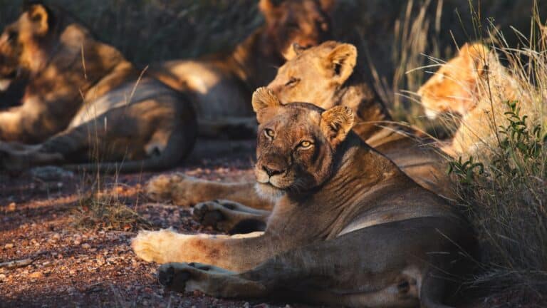 Safari Afrique du Sud – Découvrez comment l&rsquo;organiser!