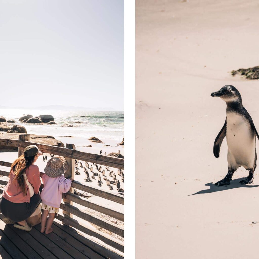 Voyage en famille en Afrique du Sud : admirer les manchots du Cap