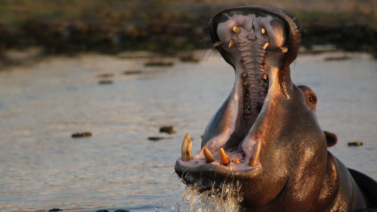 Botswana : Circuit de 15 jours!
