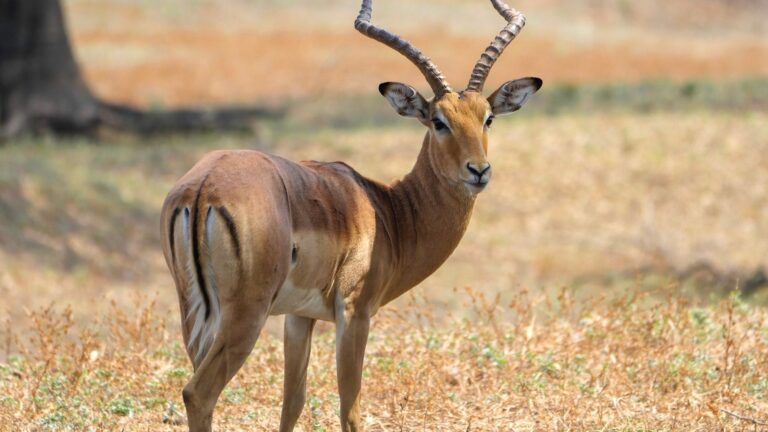 Pourquoi l&rsquo;Afrique Australe devrait être votre prochaine destination