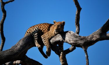 Expédition au cœur des chutes et du Botswana