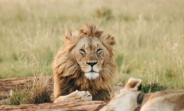 Rêve d’Afrique : savane et lagons