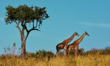Tanzanie & Kenya : paradis des animaux sauvages