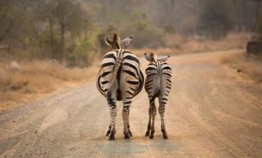 De la brousse à soweto : voyage au rythme de l’Afrique du Sud