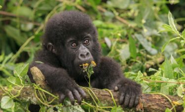 Rwanda, terre de rencontres inoubliables