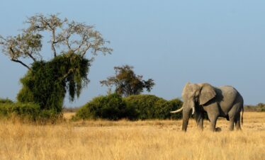 Prestige africain : chutes victoria et safari au Botswana