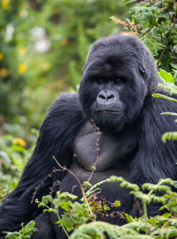 Rwanda