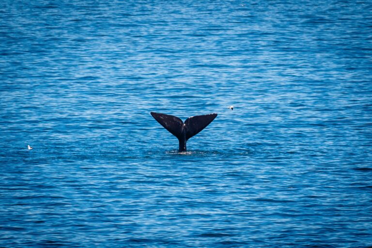 Baleine sur les côte d'Hermanus en Afrique du Sud