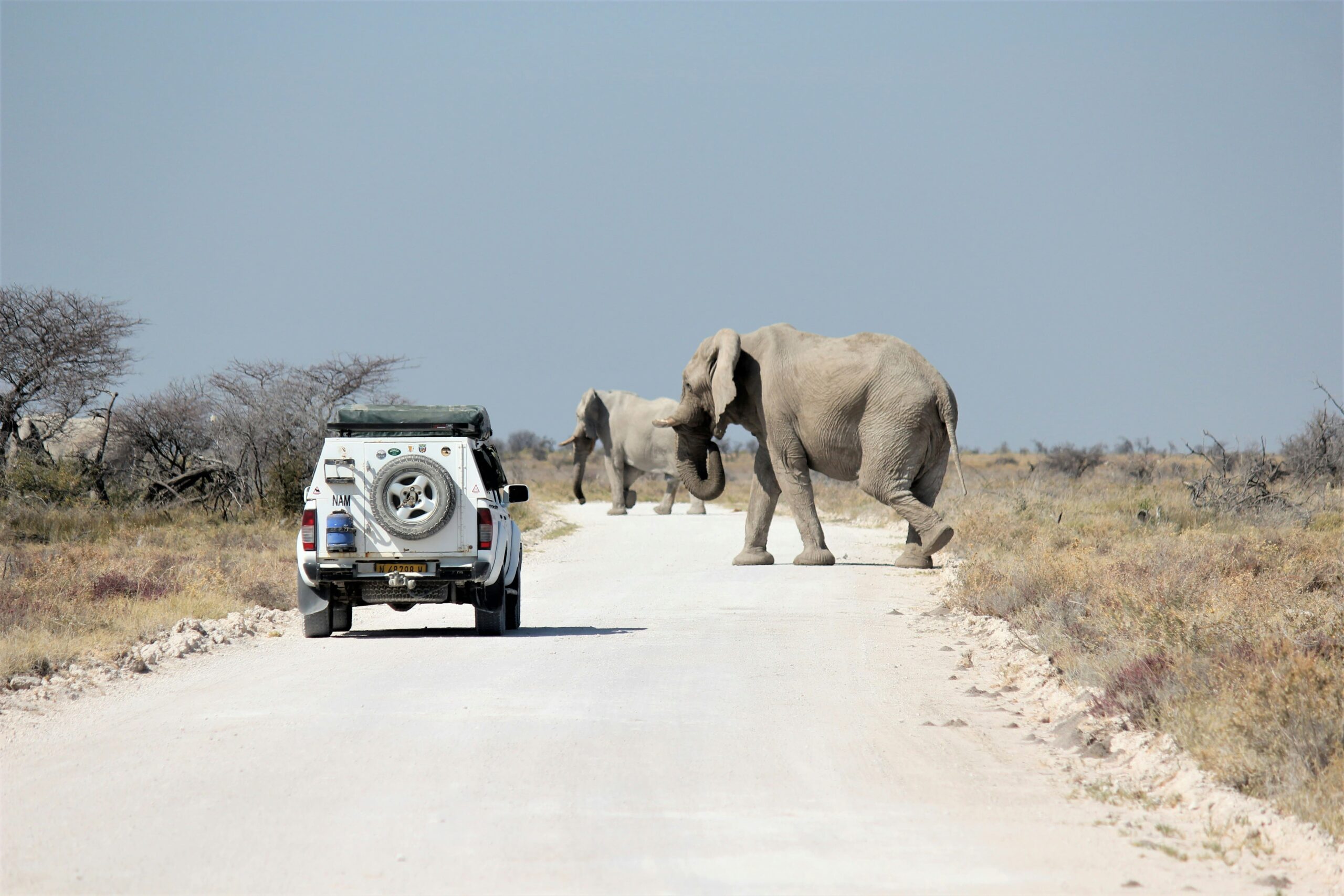 Météo Namibie : road-trip safari à Etosha