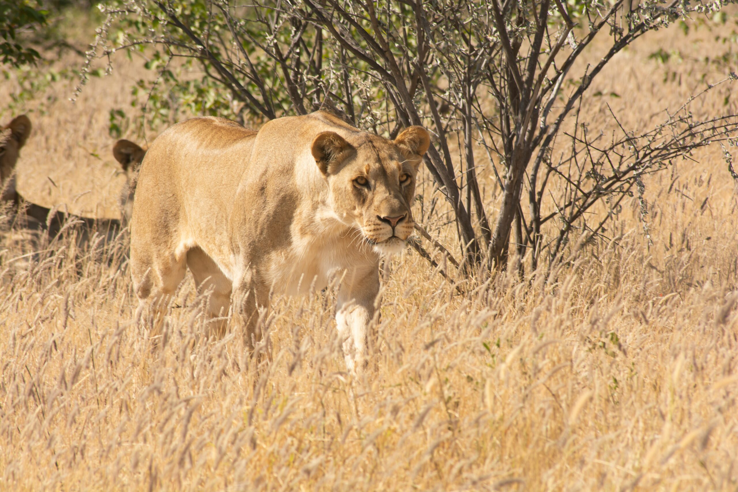 Quand partir Namibie : lionne à Etosha