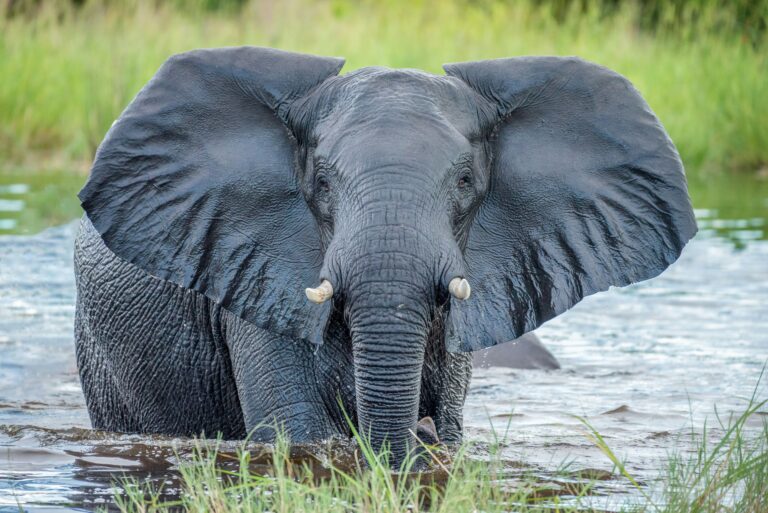 Delta Okavango Botswana : guide pour un safari unique