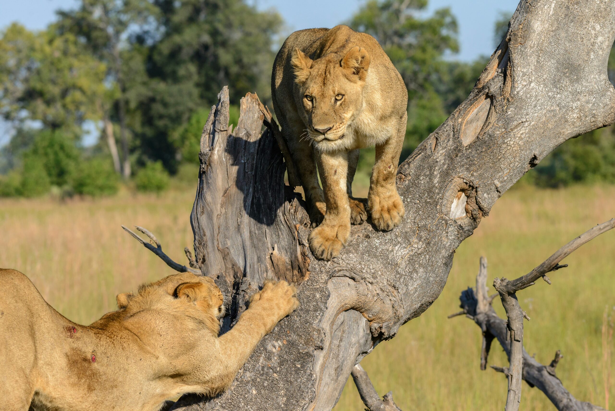 Delta Okavango Botswana I Prédateurs Lions en safari