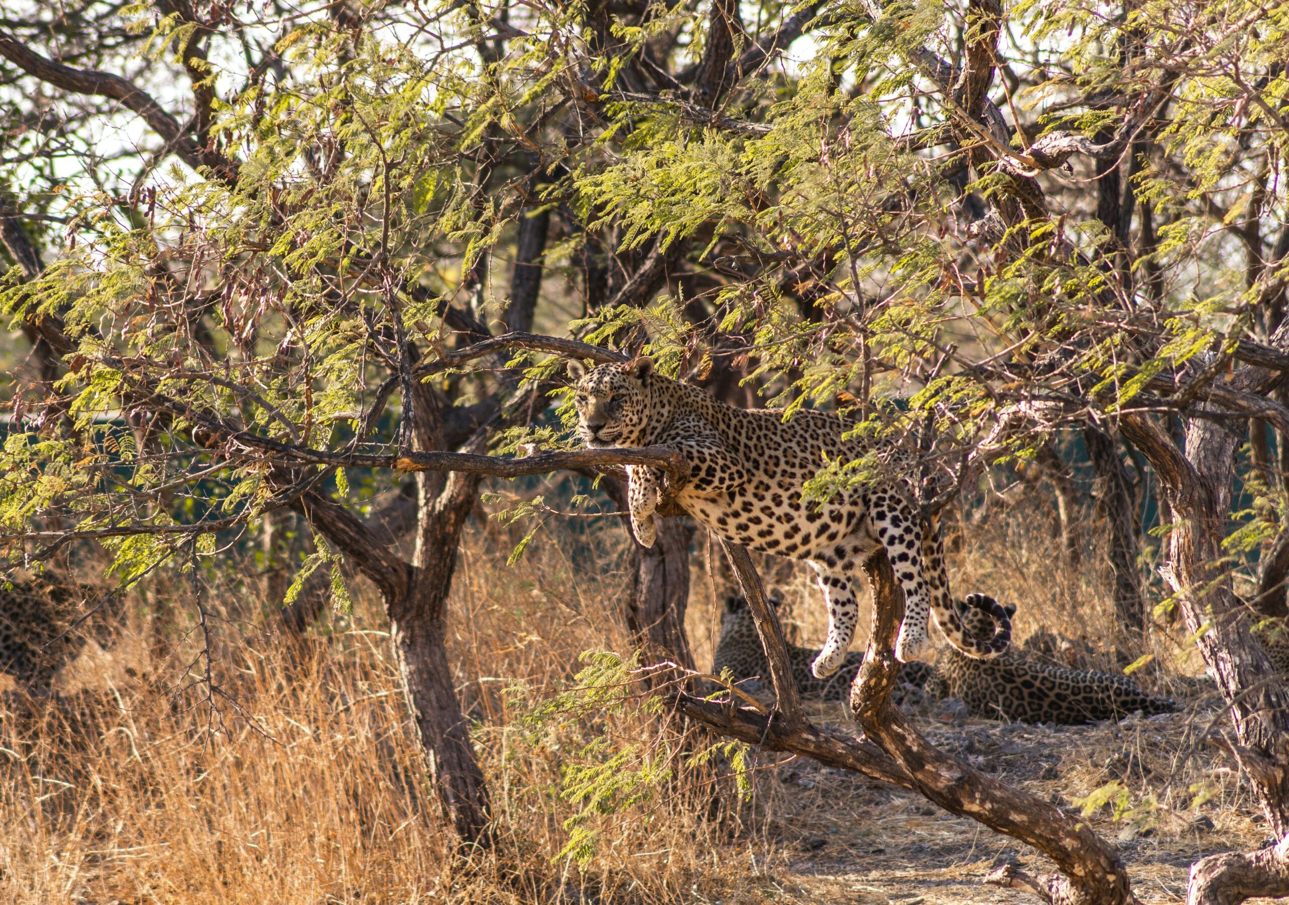 Safaris Afrique du Sud, léopard sur une branche dans une réserve privée du Kruger