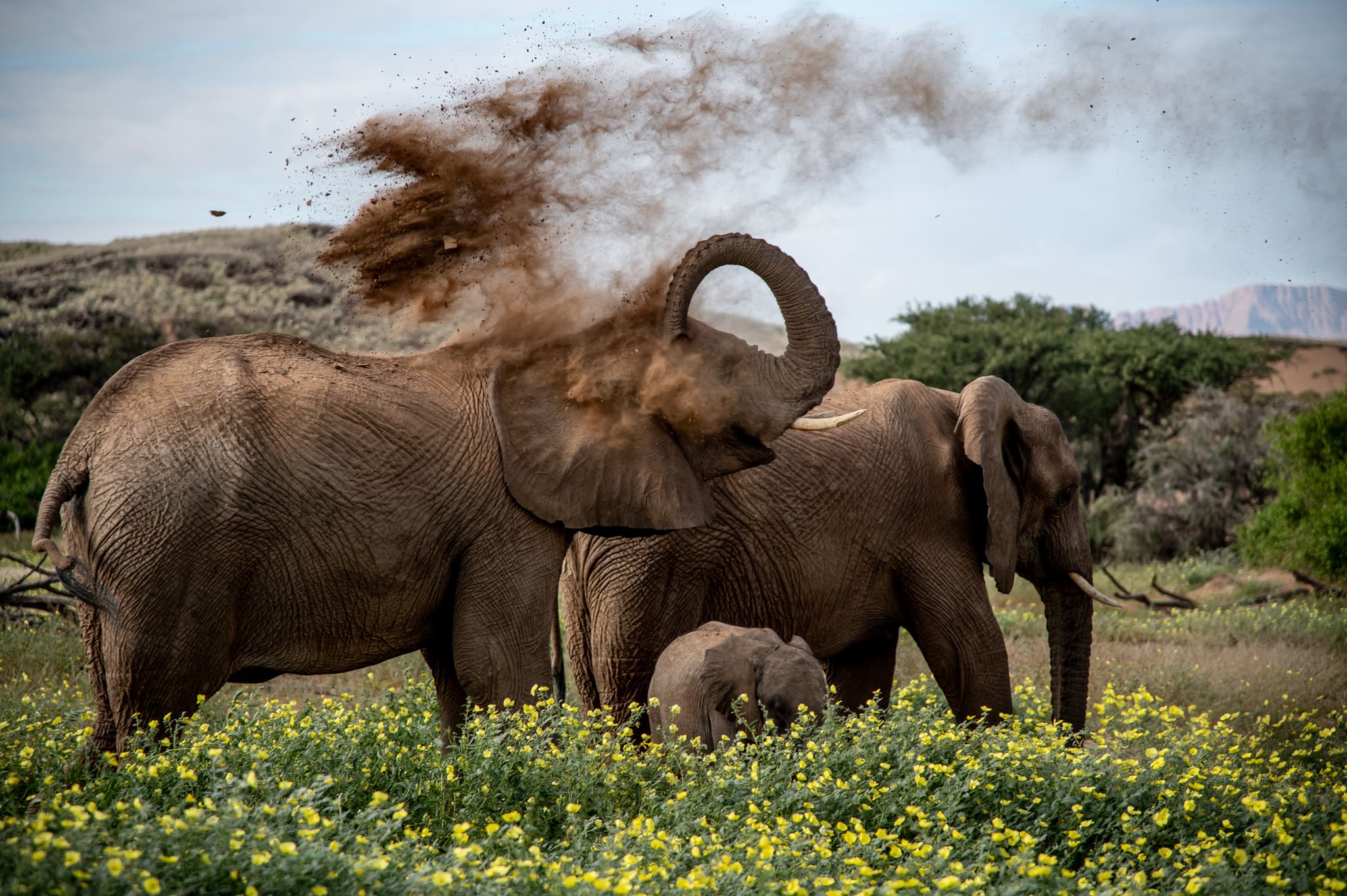 Safari en Namibie I éléphants du désert du Damaraland