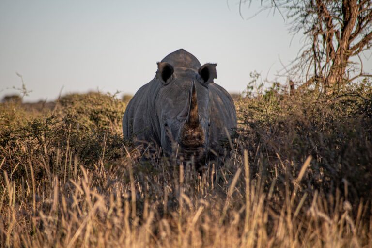 Safari en Namibie : les plus beaux parcs à explorer