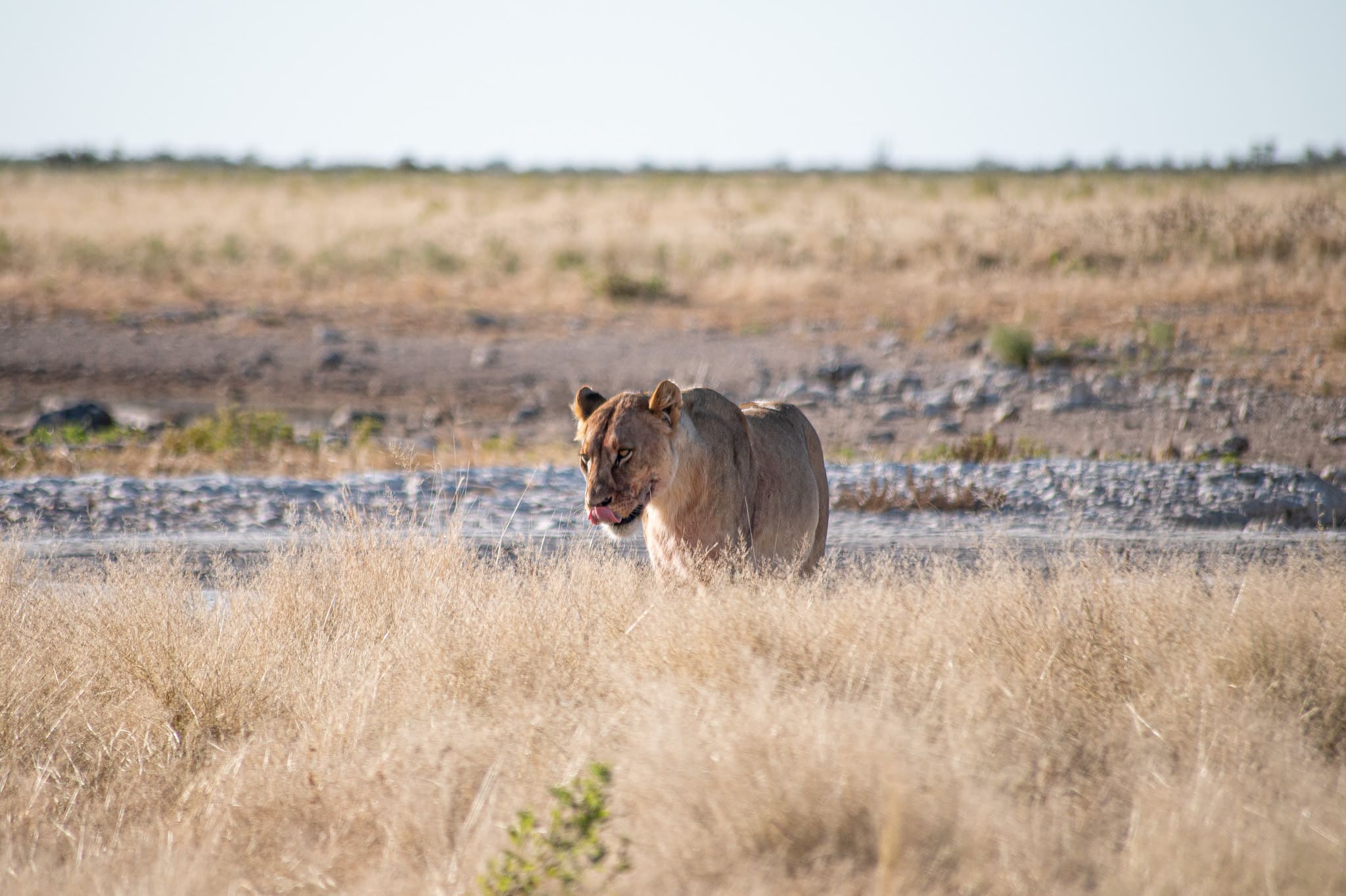 Safari en Namibie lionne