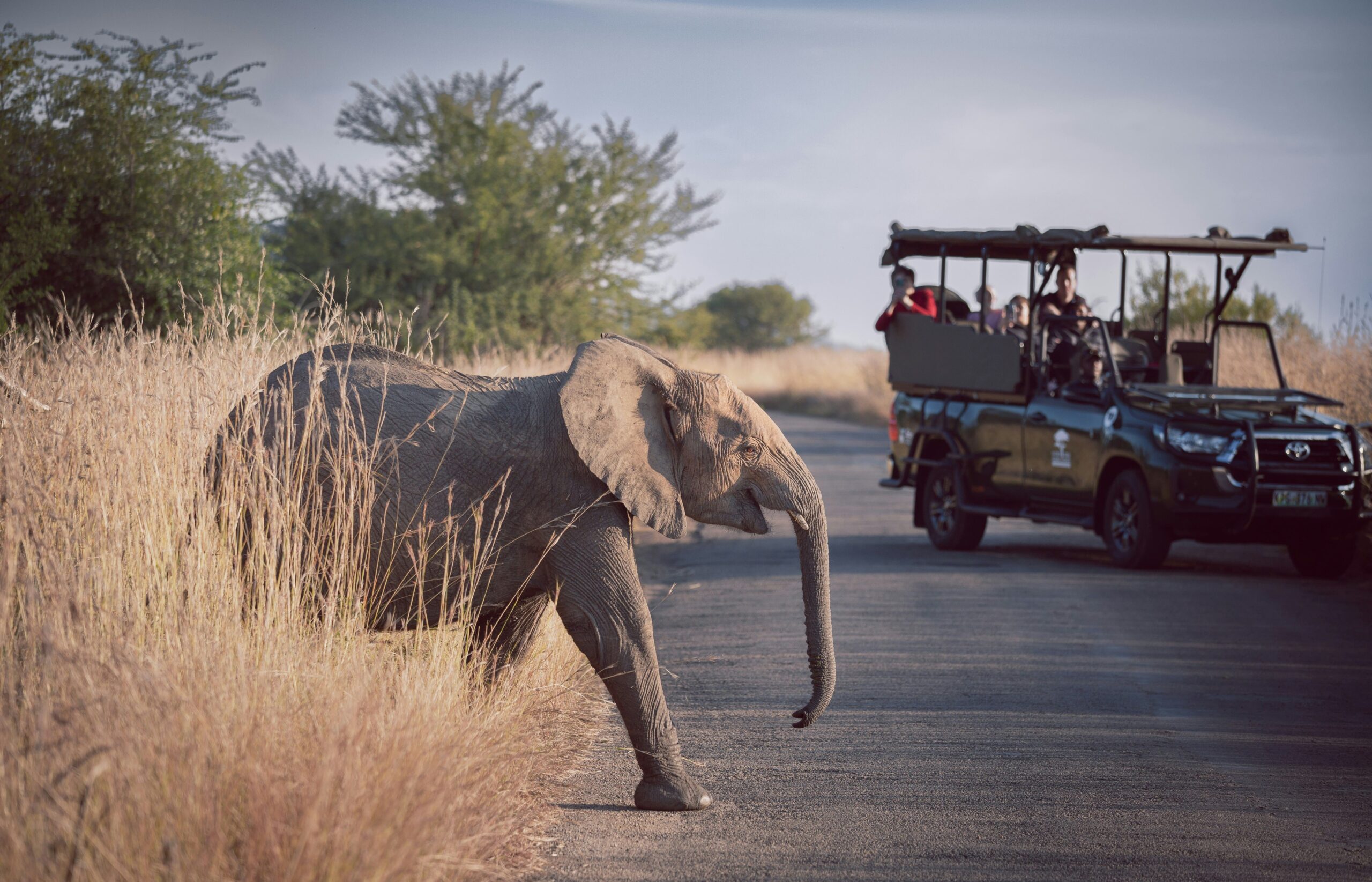 Safaris Afrique du Sud, safari guidé avec éléphant qui traverse