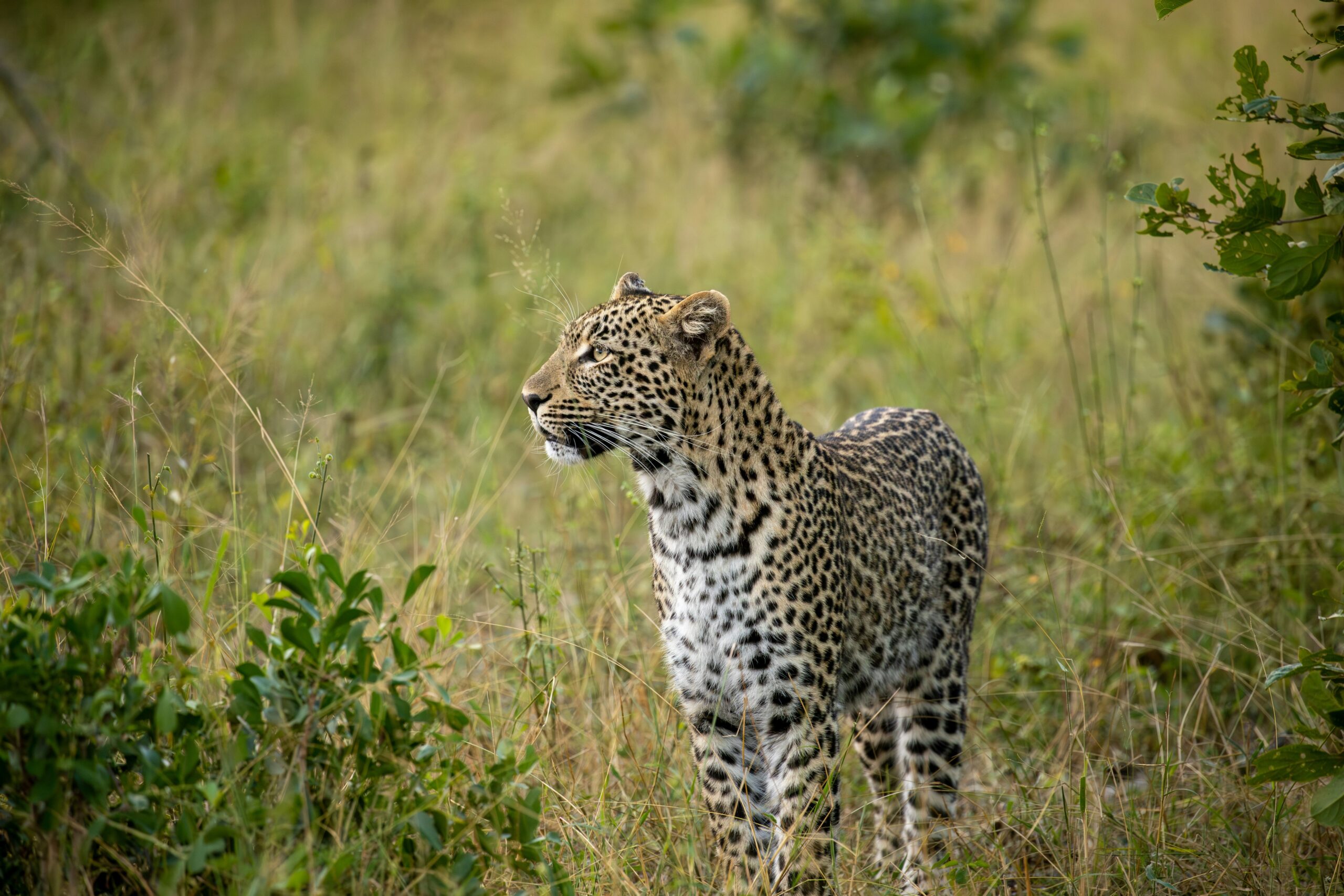 Voyage Afrique du Sud I Safari et léopard au Kruger