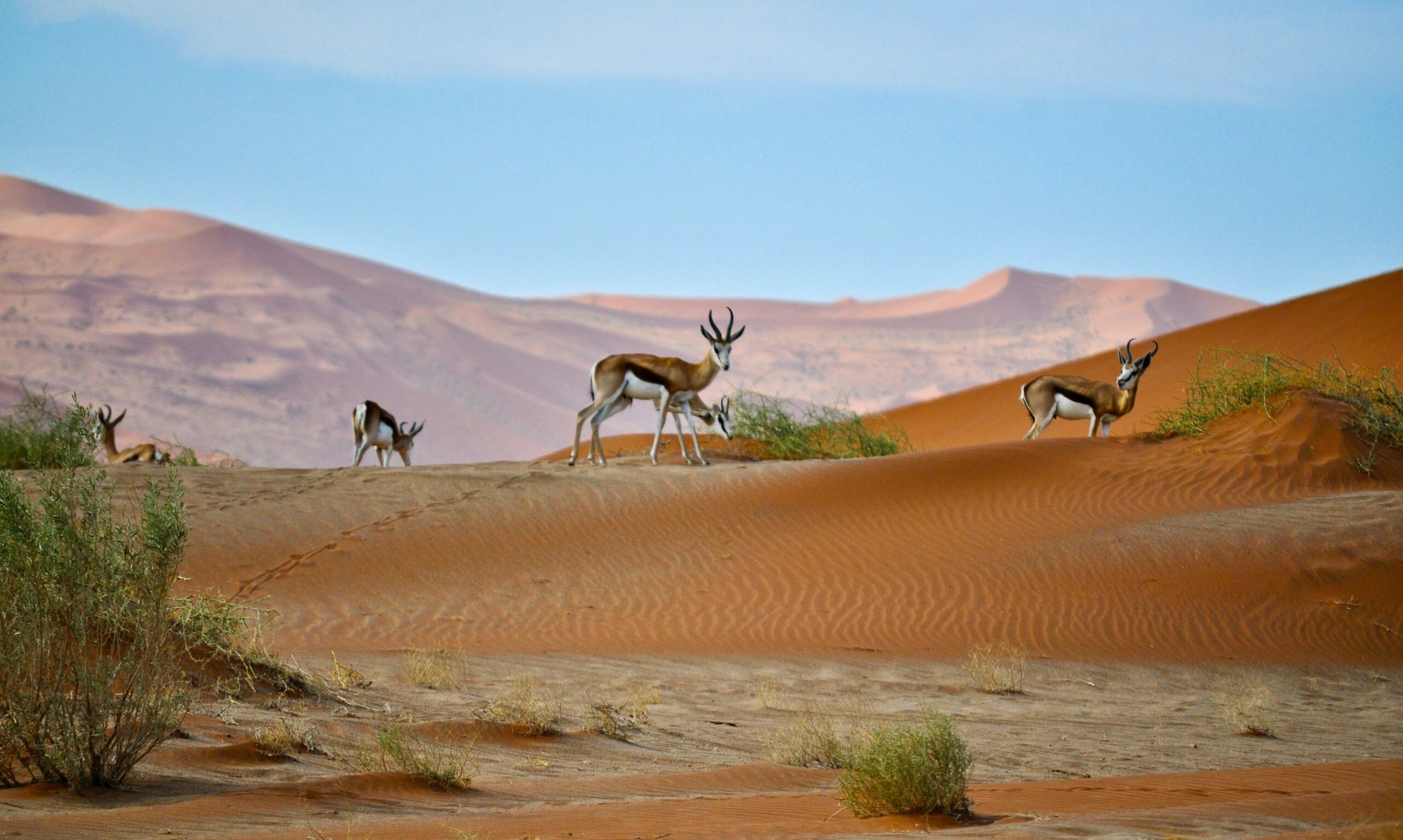Voyage Namibie, antilope en exploration dans les dunes de Sossusblei