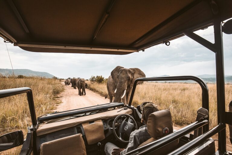 Kruger Afrique du Sud : où séjourner pour un safari ?