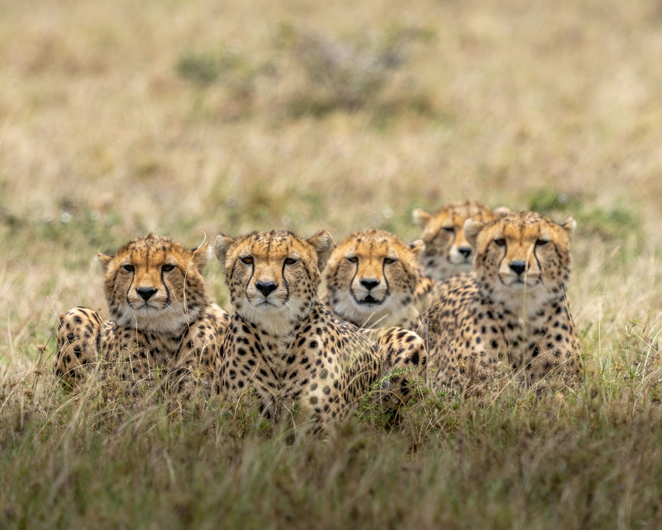 Famille de guépard à Onkonjima, la réserve privée safari en Namibie