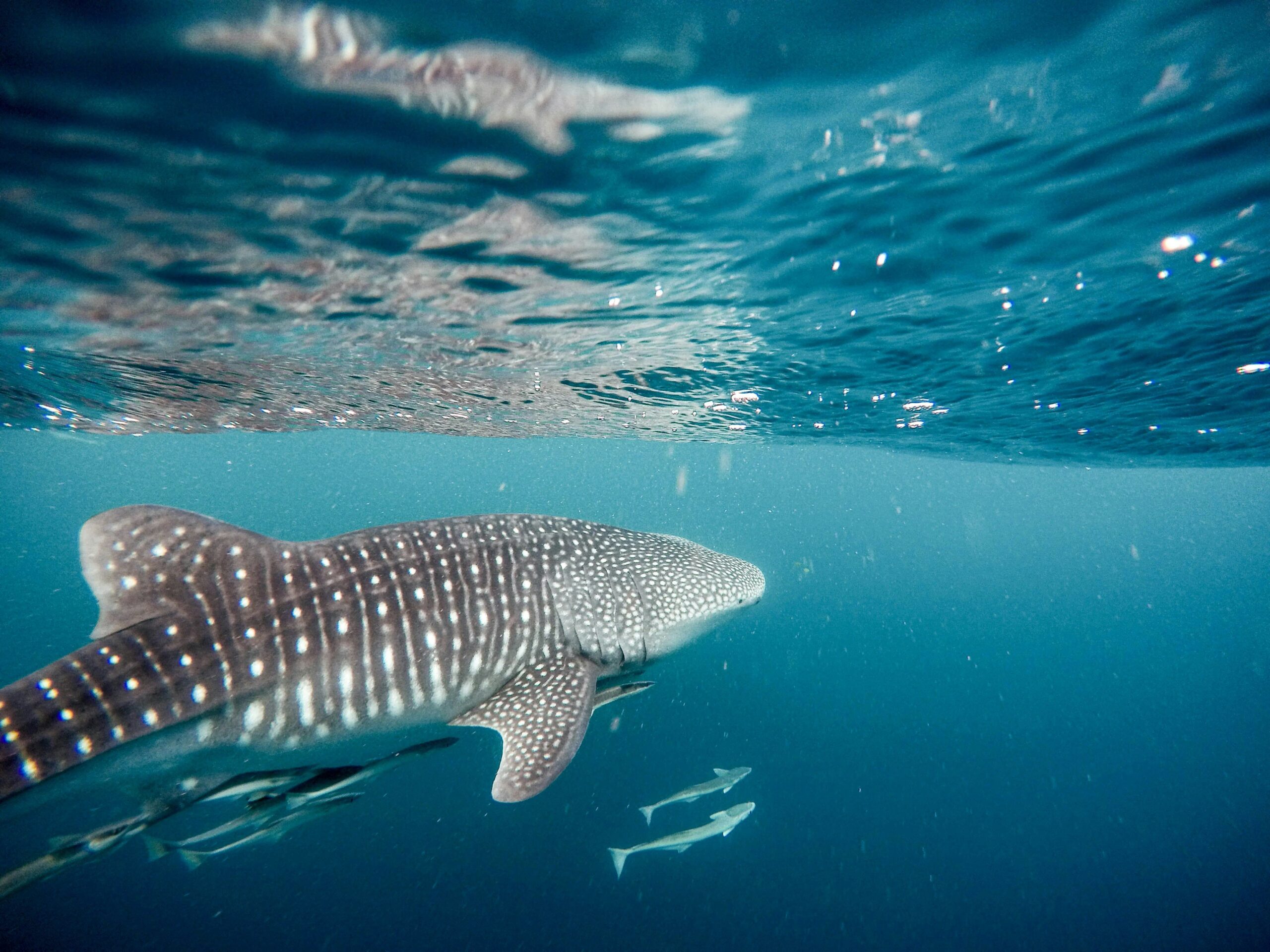 Quand partir au Mozambique I Pour admirer les requins baleines