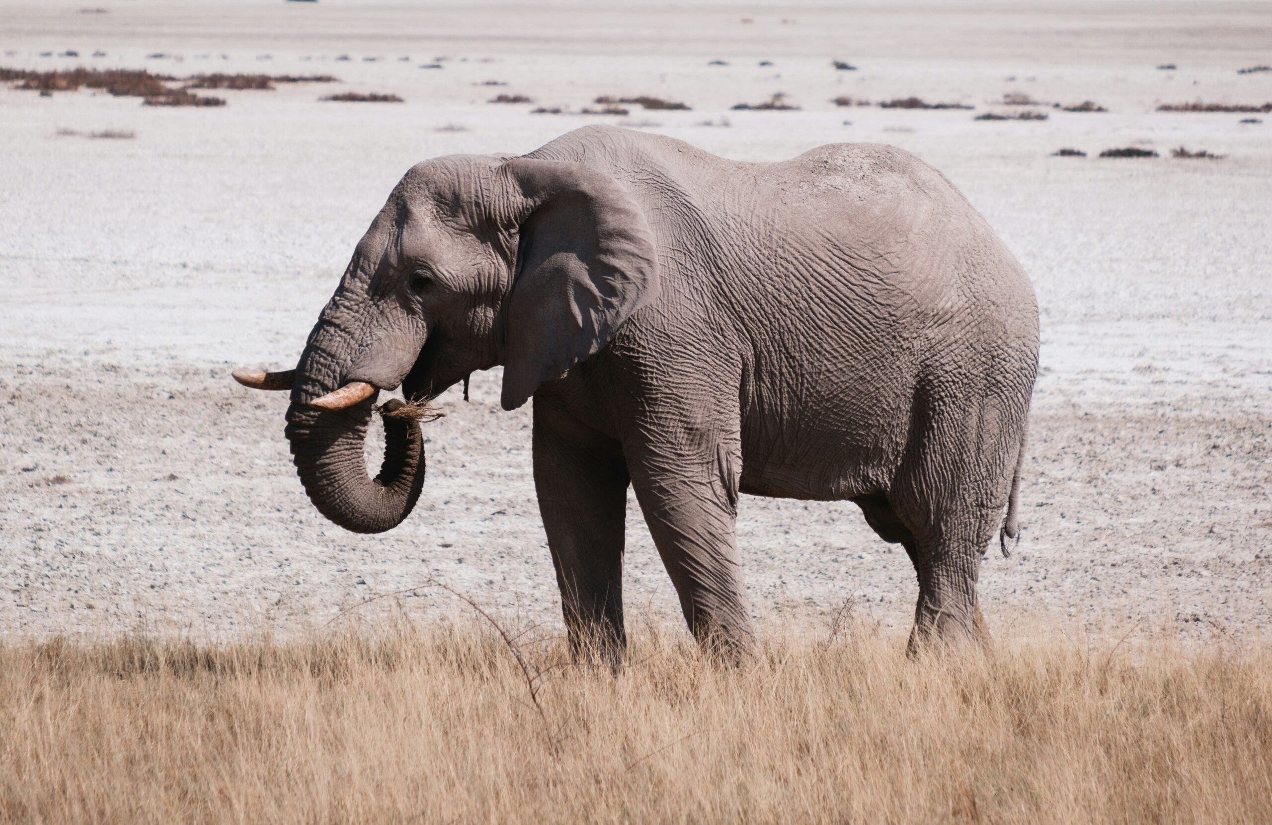 Un éléphant dans le Parc National d'Etosha