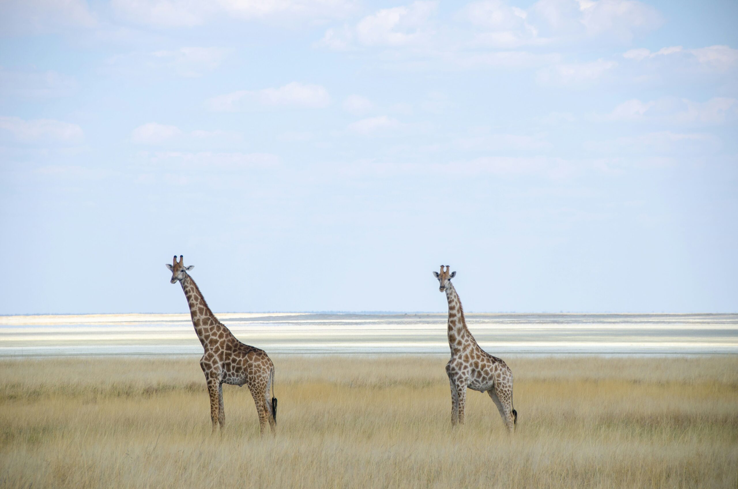 Deux girafes sur le pan d'Etosha