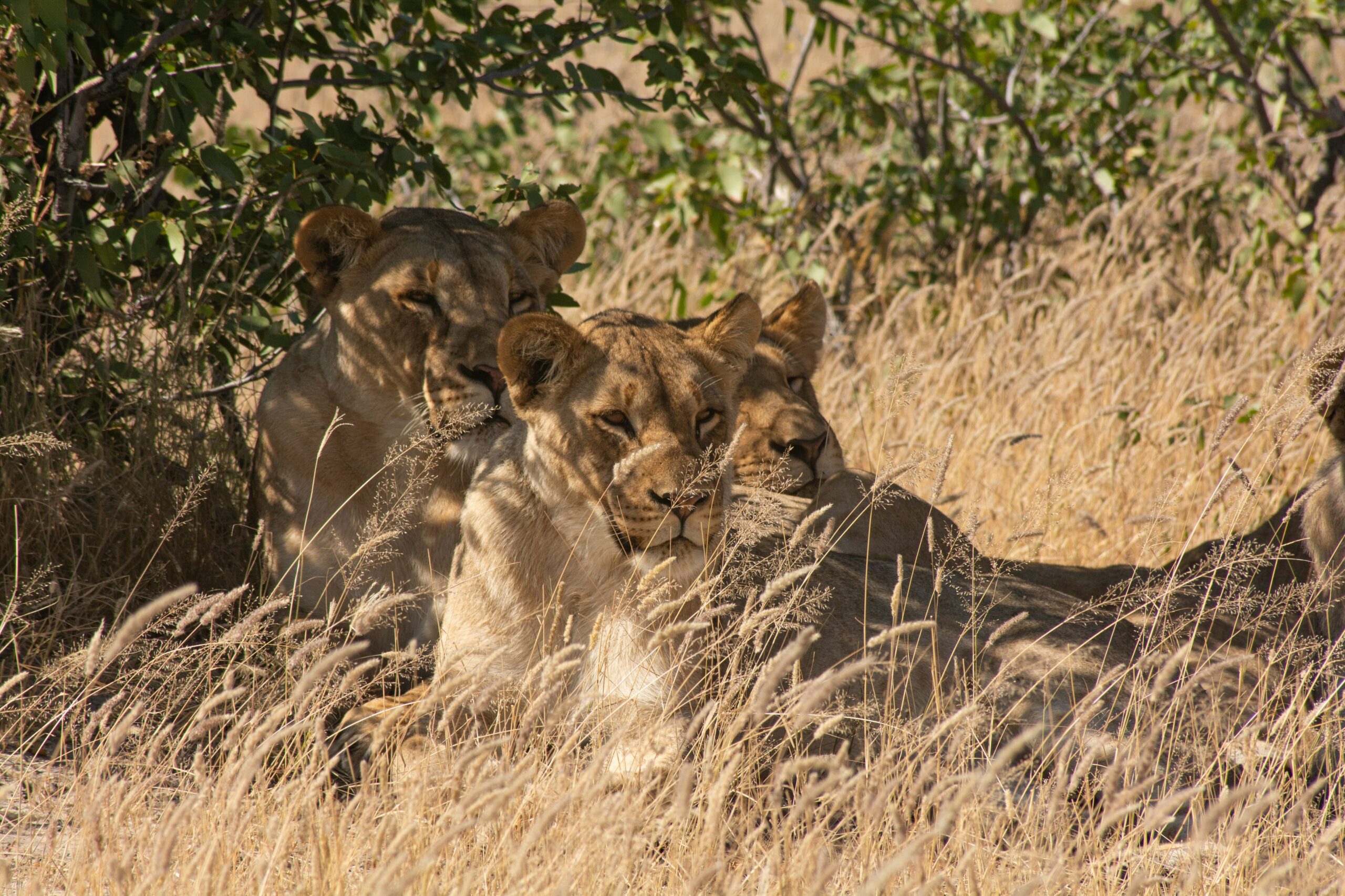 Une meute de lions à l'ombre dans le Parc d'Etosha en Namibie