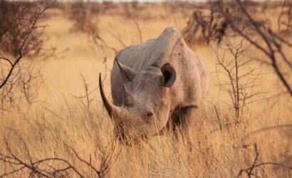 Rhinocéros dans les hautes herbes du parc d'Etosha