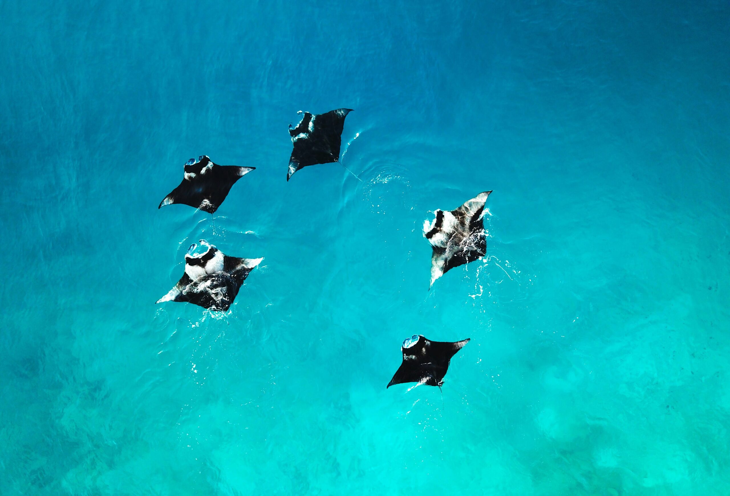Banc de raies mantas aperçue en plongée au Mozambique