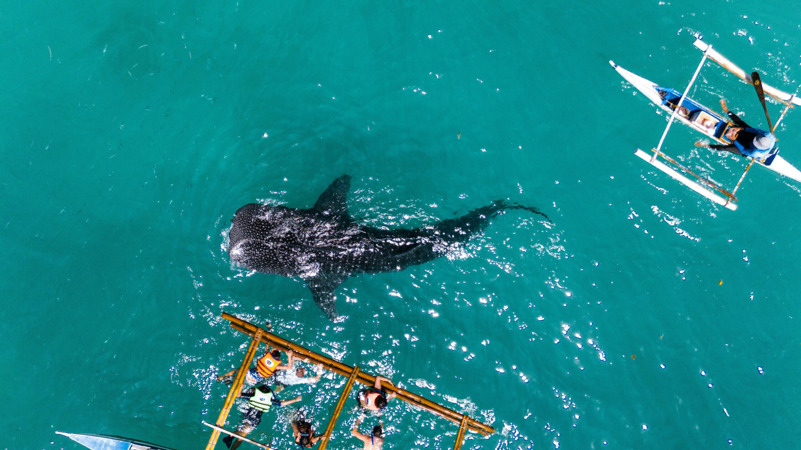 Requin baleine aperçue en sortie snorkeling et plongée au Mozambique.