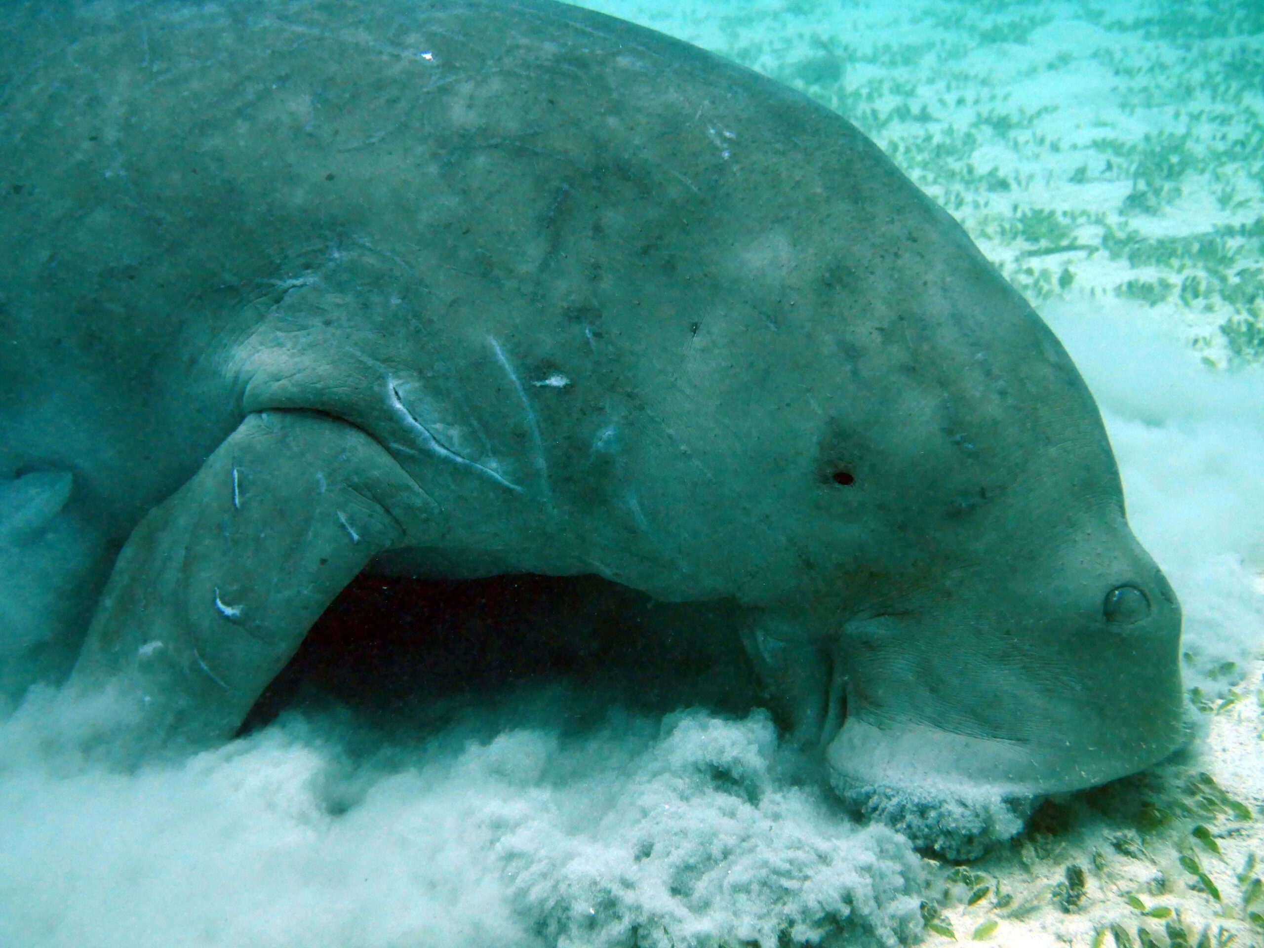 Dugong vu en plongée au Mozambique