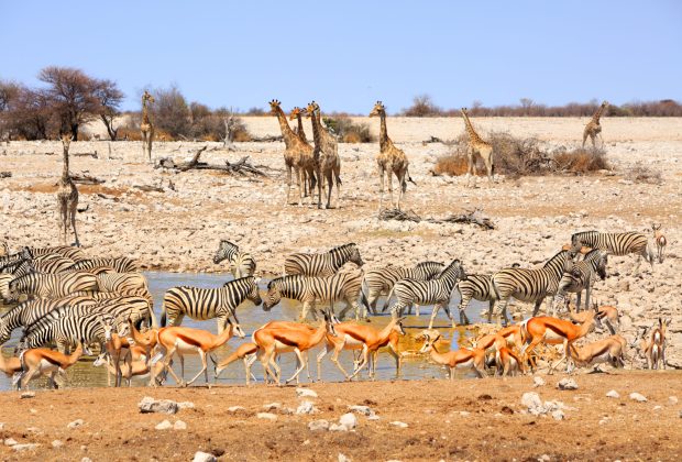 Waterhole,In,Etosha,Teeming,With,Many,Different,Varieties,Of,Animals
