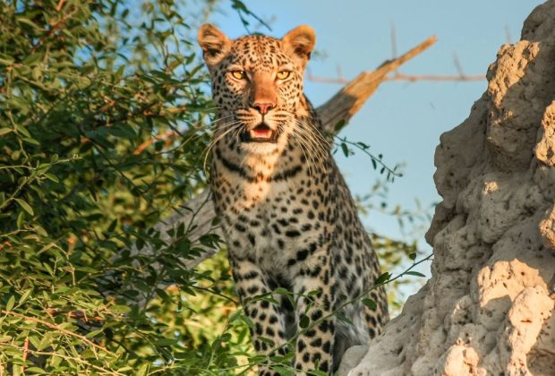 safari sur mesure au botswana